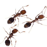 Image of fire ants